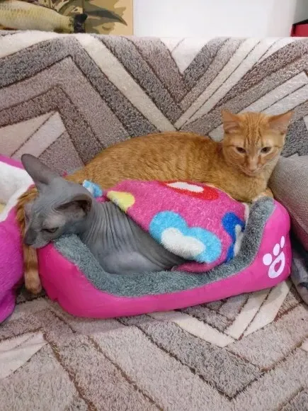 Легло с лапичка за котки розов - S