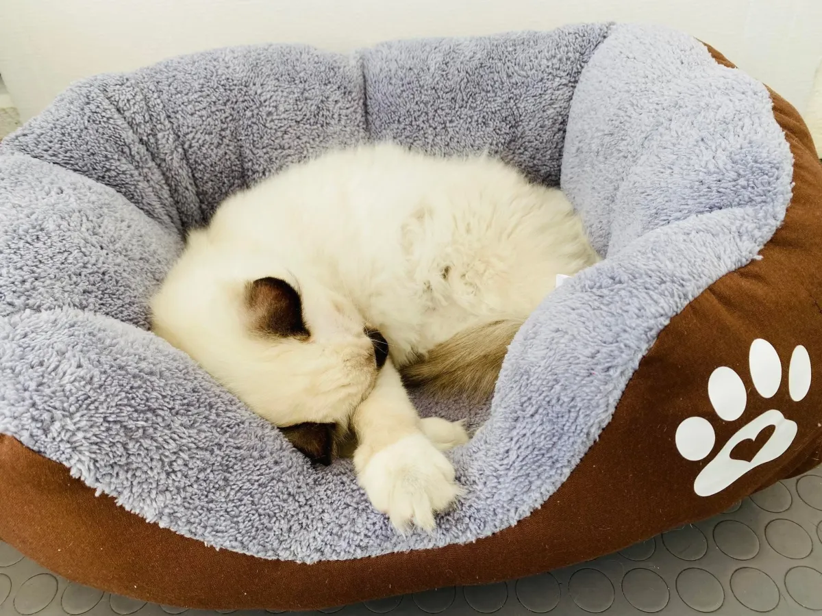Легло с лапичка за котки кафяв - S