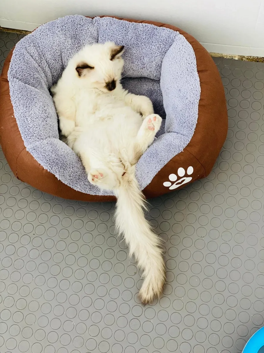Легло с лапичка за котки кафяв - S