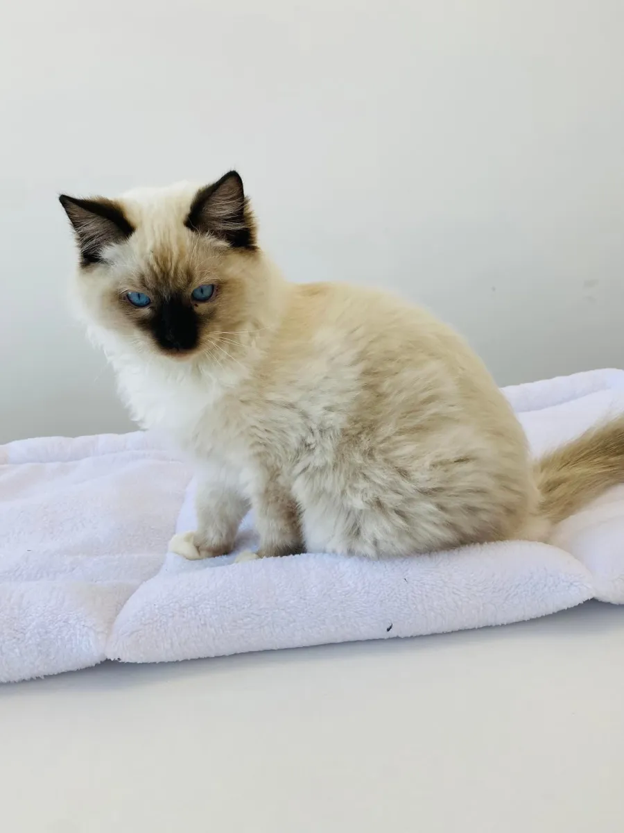 Плюшено легло за котки