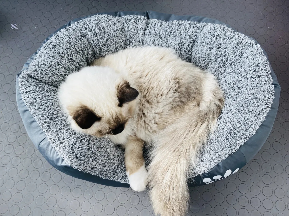 Легло с лапичка за котки сив - S