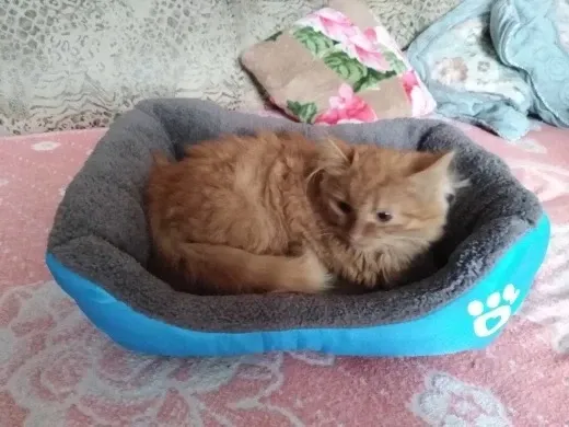 Легло с лапичка за котка син - S