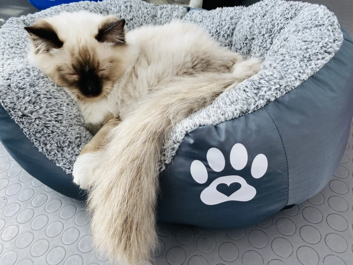 Легло с лапичка за котки сив - S