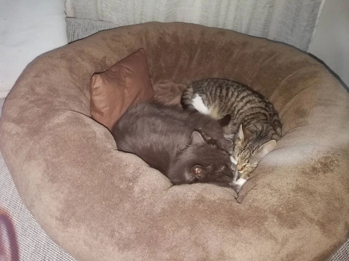 Кръгло легло за котки кафяво - 60×60×23 см