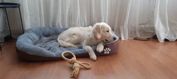 Легло за голямо куче с лапичка кафяв - XXL