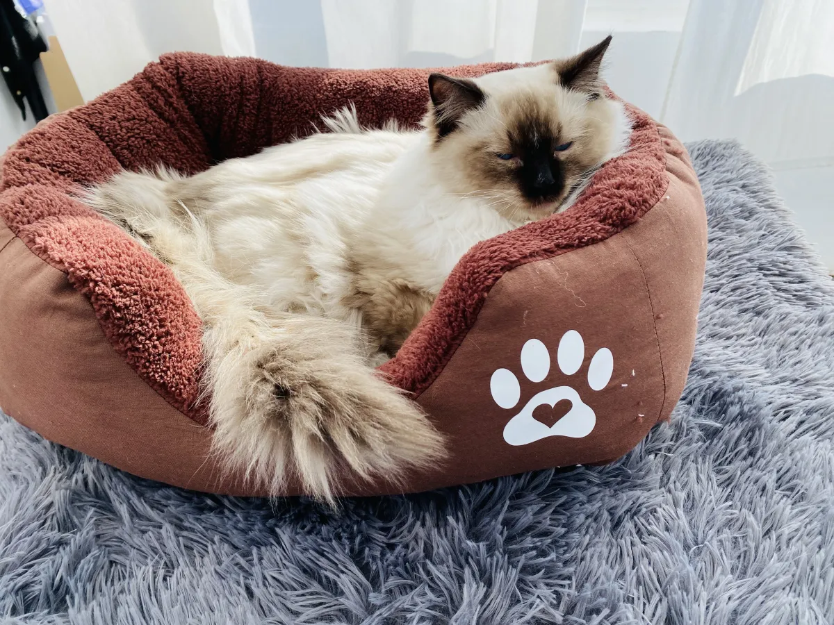 Легло с лапичка за котки кафяв - S