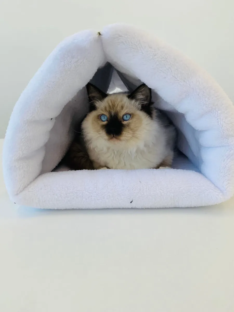 Плюшено легло за котки