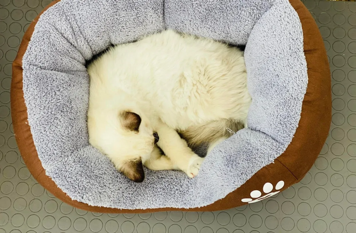 Легло с лапичка за котки кафяв - S