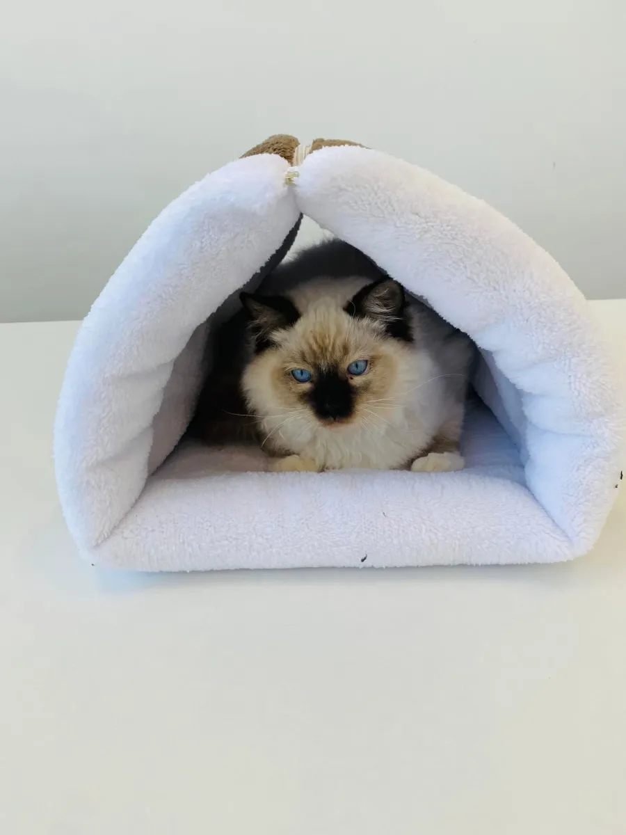 Плюшено легло за котки