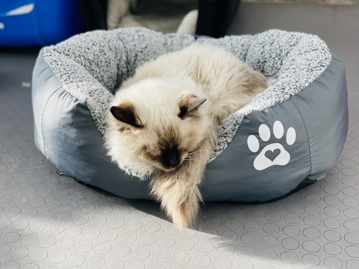 Легло с лапичка за котки сив - S