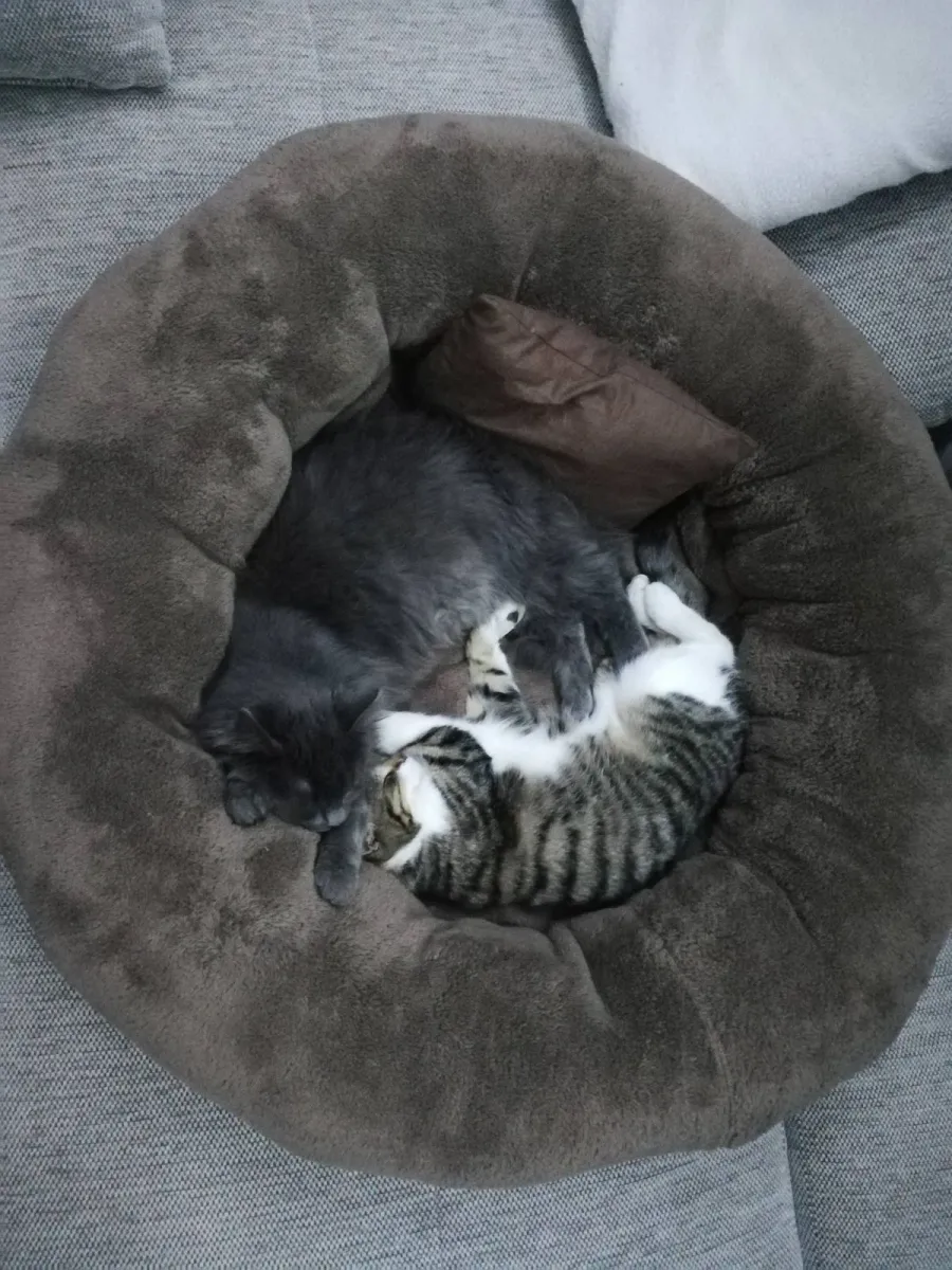Кръгло легло за котки кафяво - 60×60×23 см