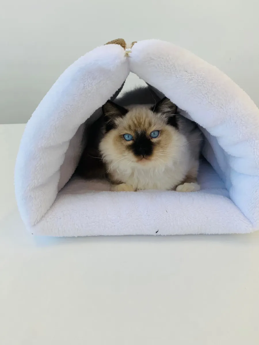 Плюшено легло за котки