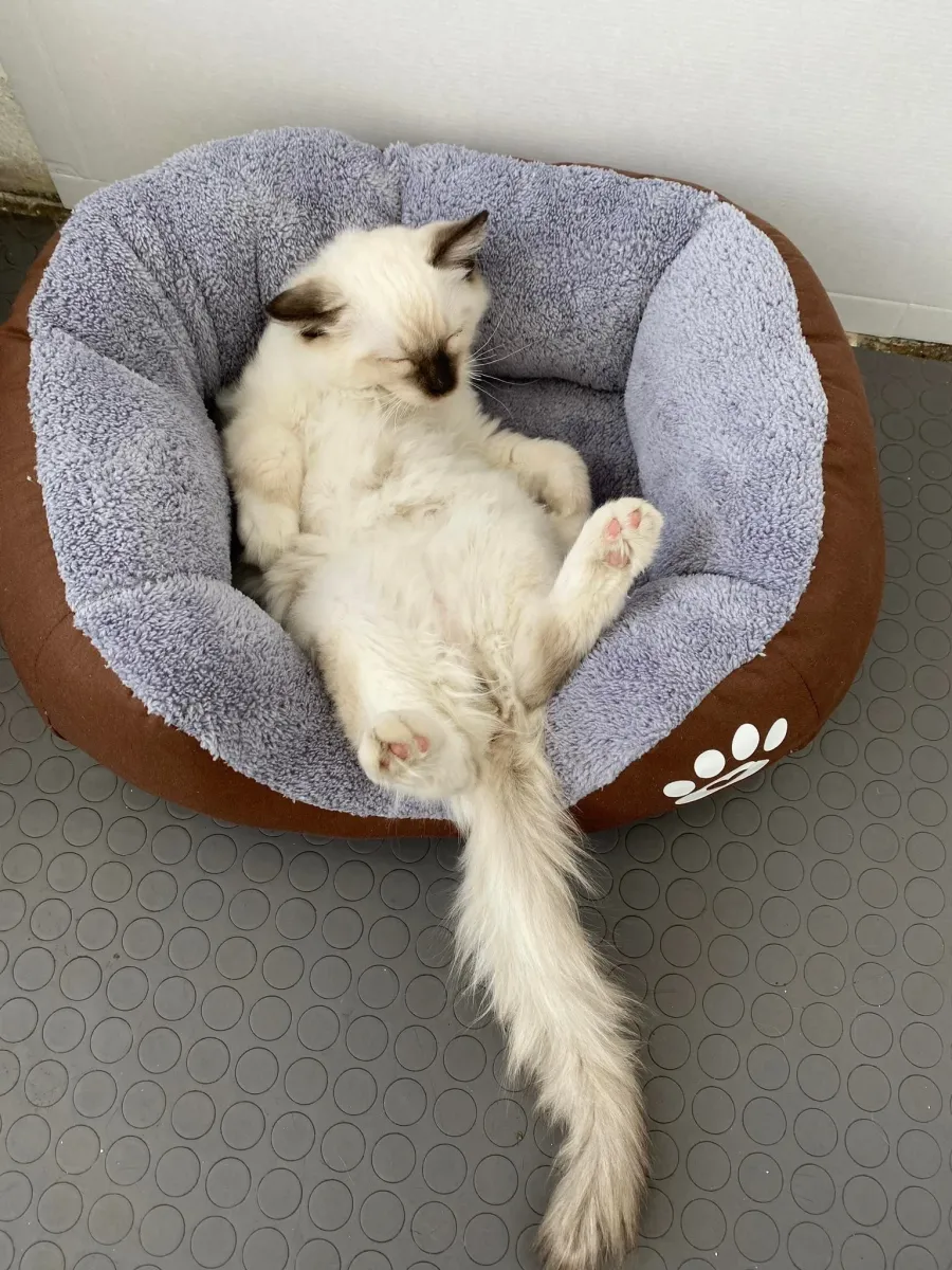 Легло с лапичка за котки кафяв - S