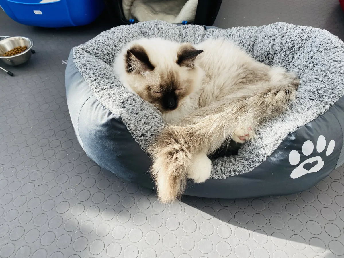 Легло с лапичка за котки сив - S