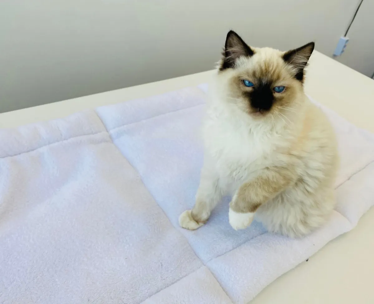 Плюшено легло за котки