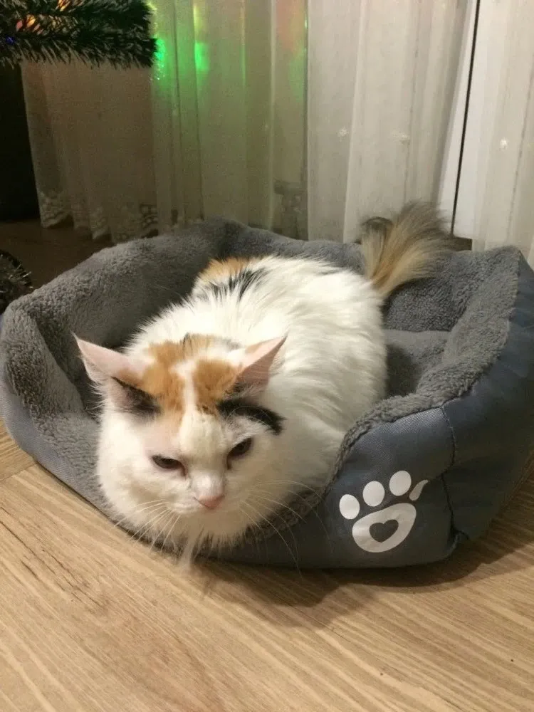 Легло с лапичка за котки сив - S