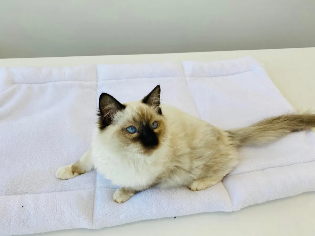 Плюшено легло за котки