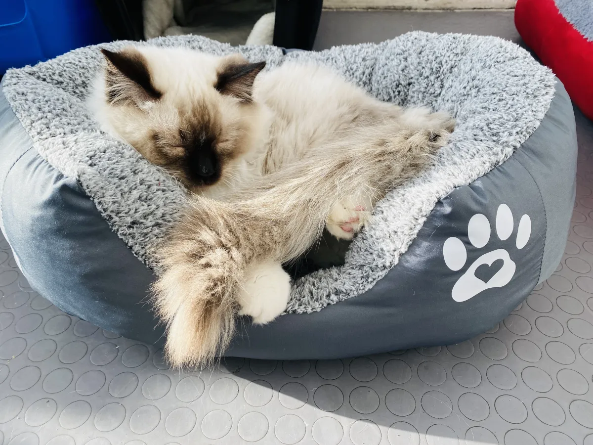 Легло с лапичка за котки сив - S